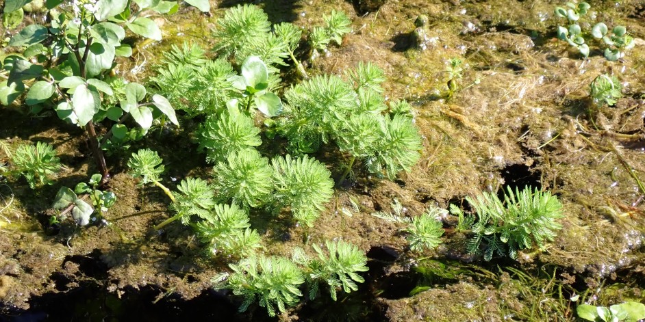 Myriophyllum aquaticum