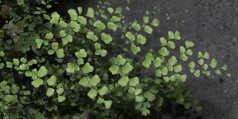 Adiantum capillus-veneris