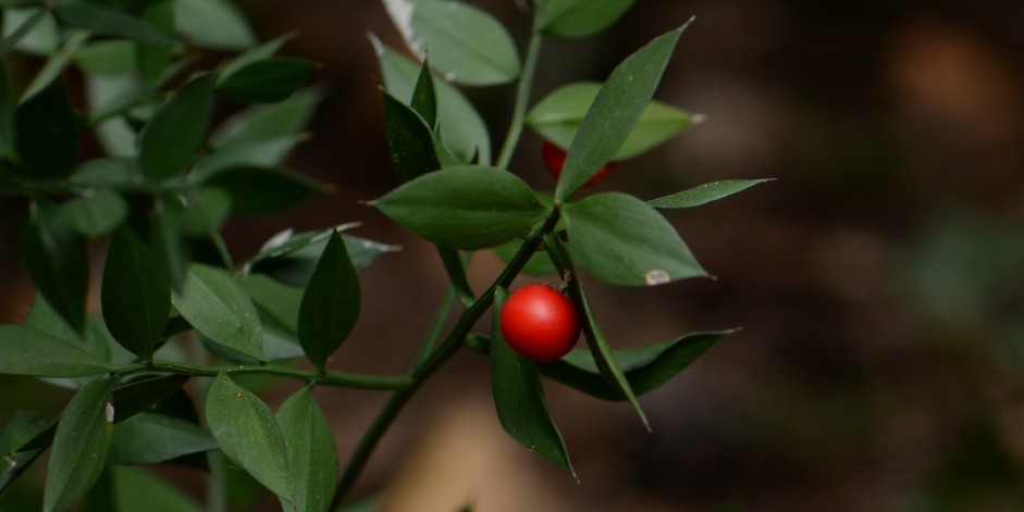 Ruscus aculeatus