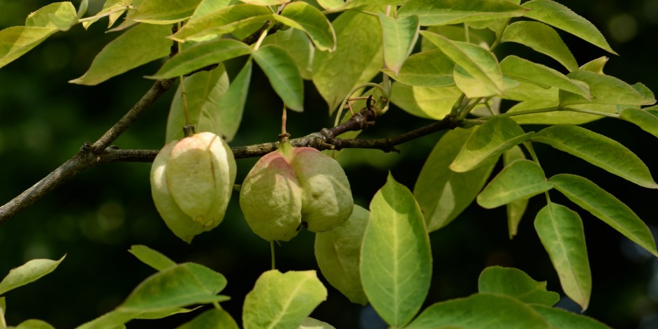 Staphylea pinnata