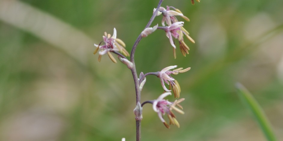 Thalictrum alpinum