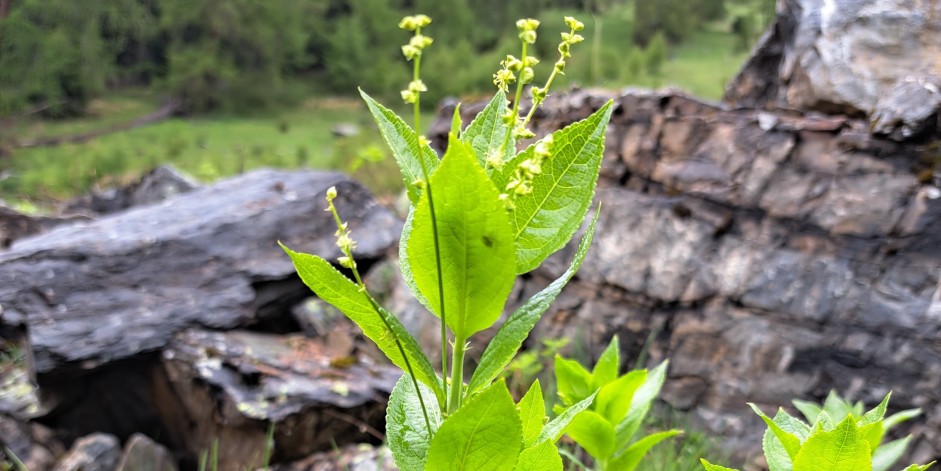 Mercurialis ovata