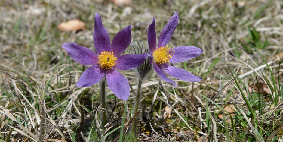 Pulsatilla vulgaris