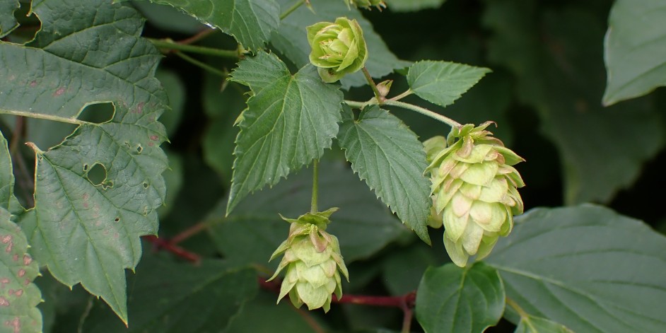 Humulus lupulus