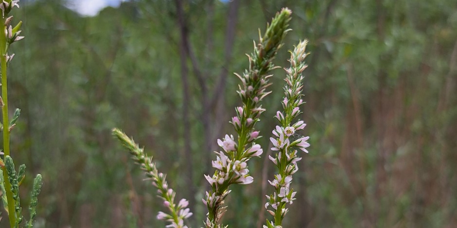 Myricaria germanica