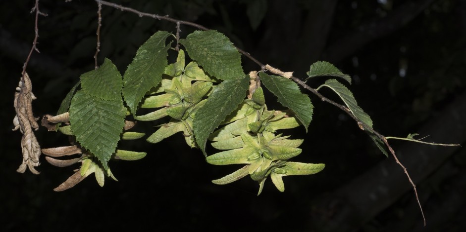 Carpinus betulus