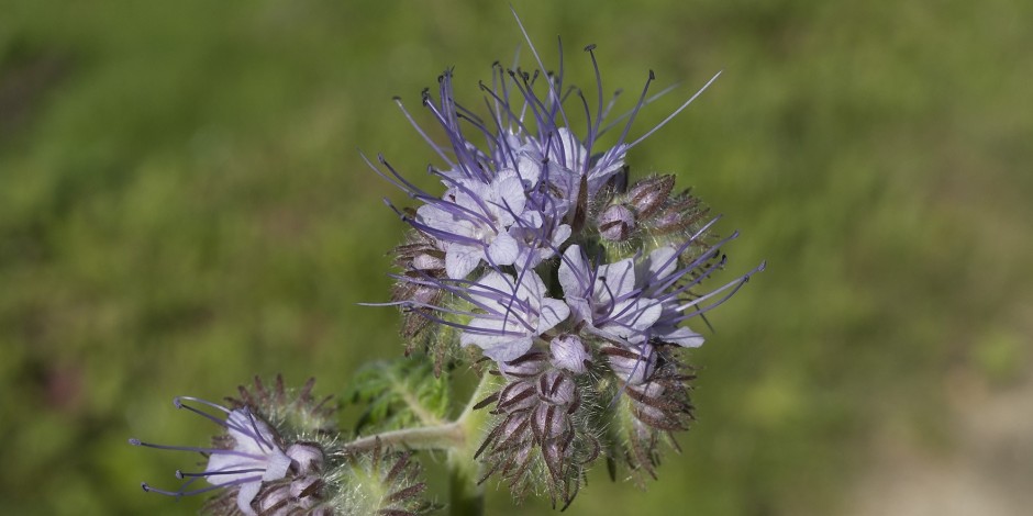 Phacelia tanacetifolia