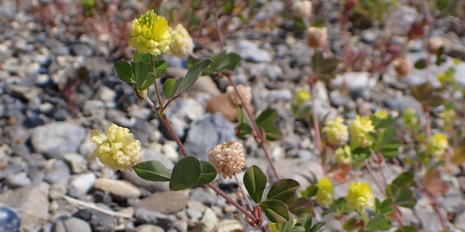 Trifolium campestre