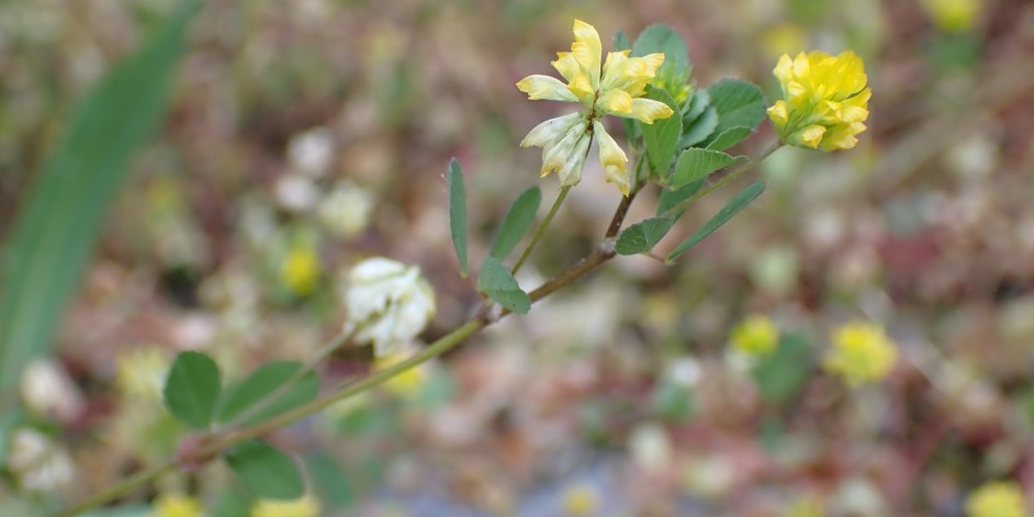 Trifolium dubium