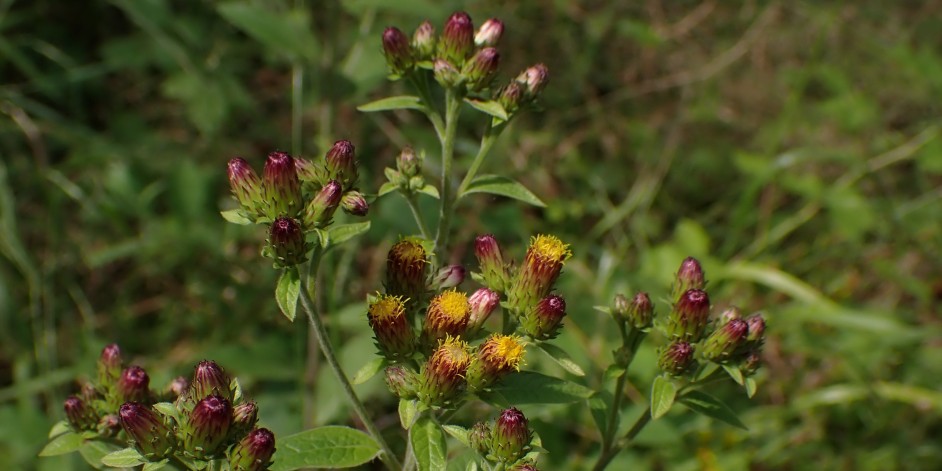 Inula conyzae