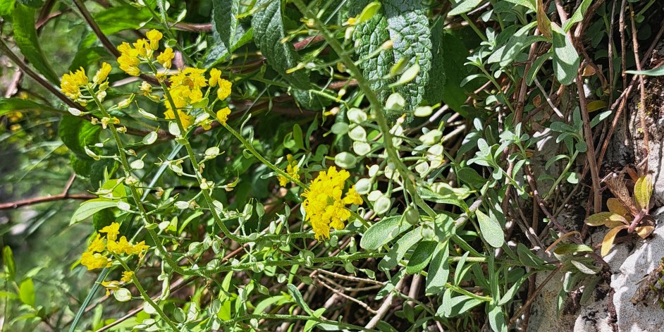 Alyssum montanum