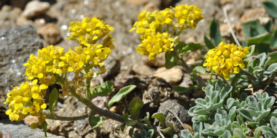 Alyssum alpestre