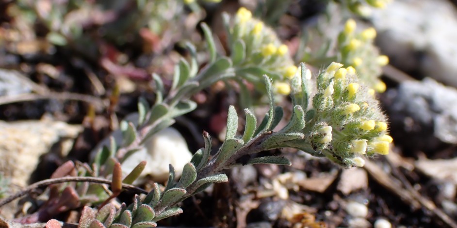 Alyssum alyssoides