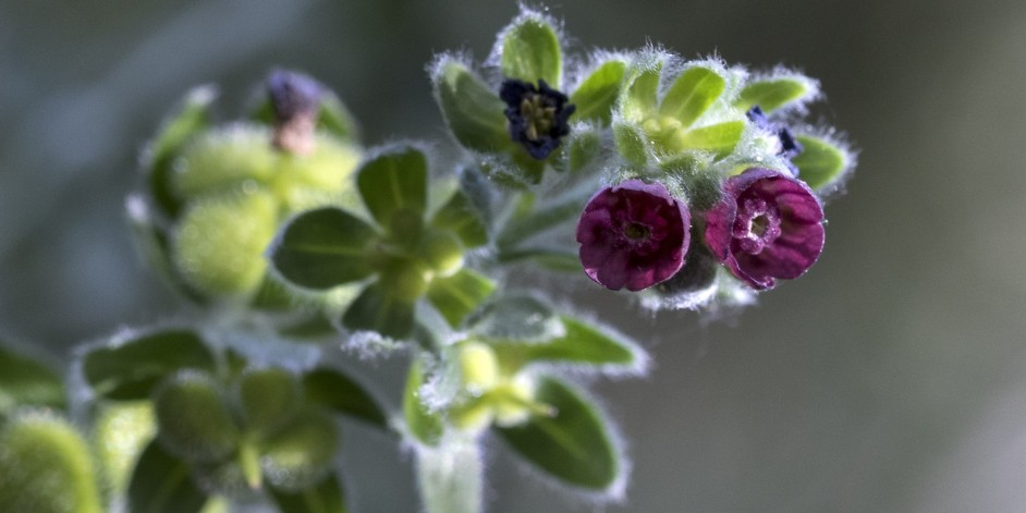 Cynoglossum officinale