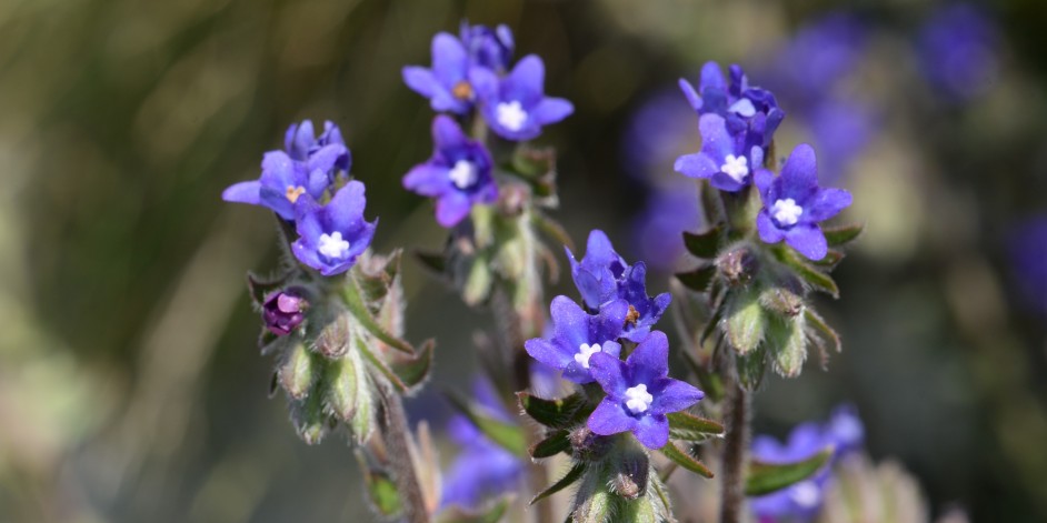 Anchusa officinalis