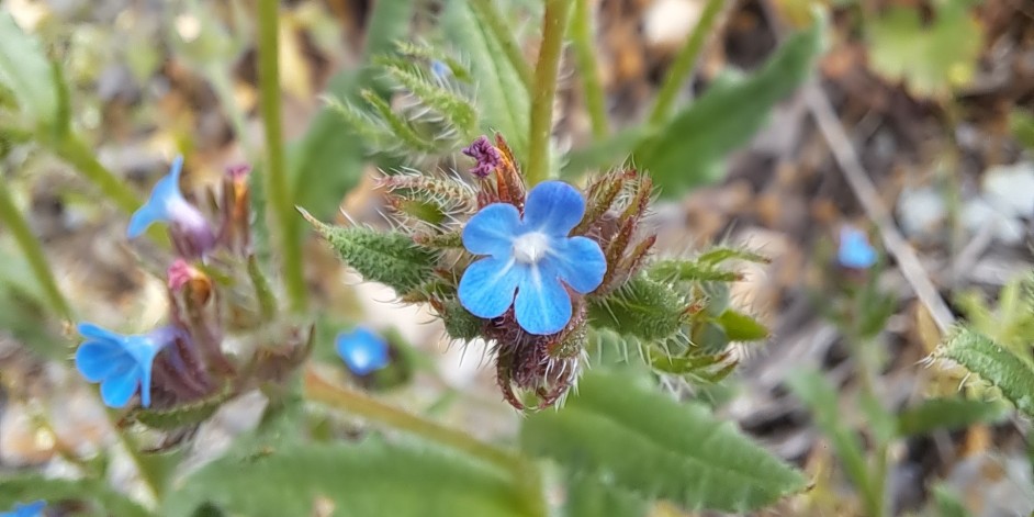 Anchusa arvensis