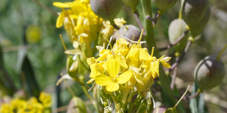 Alyssoides utriculata