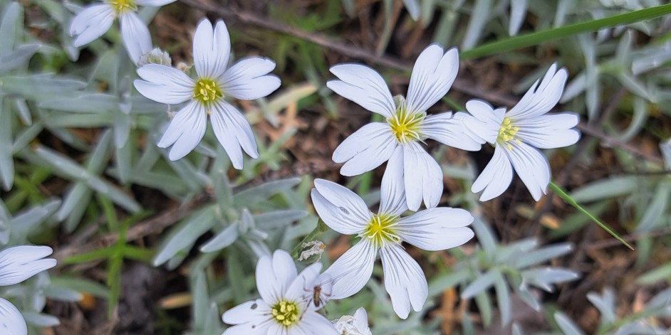 Cerastium tomentosum