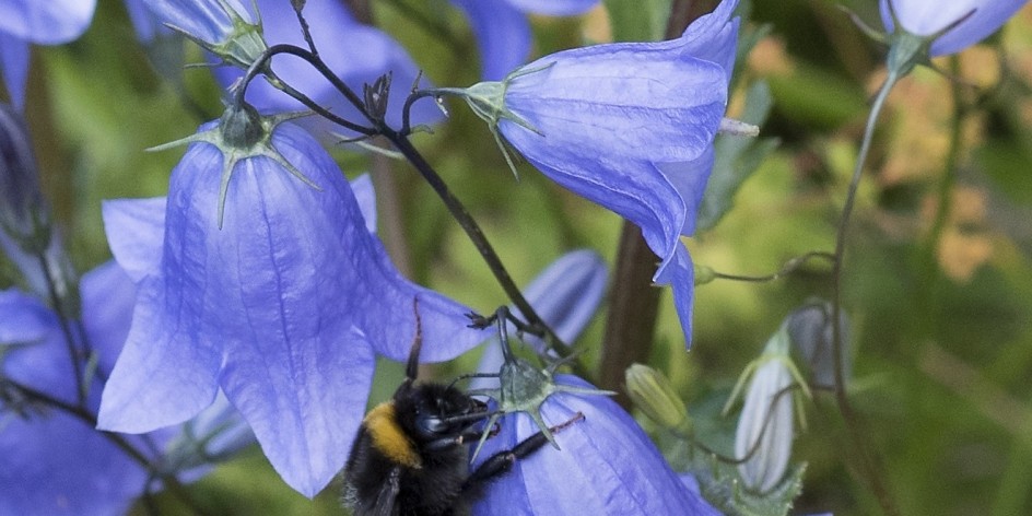 Campanula rotundifolia