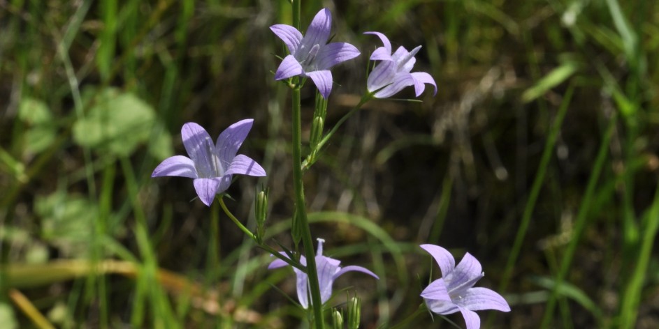 Campanula patula