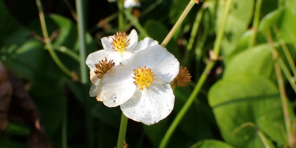 Sagittaria latifolia