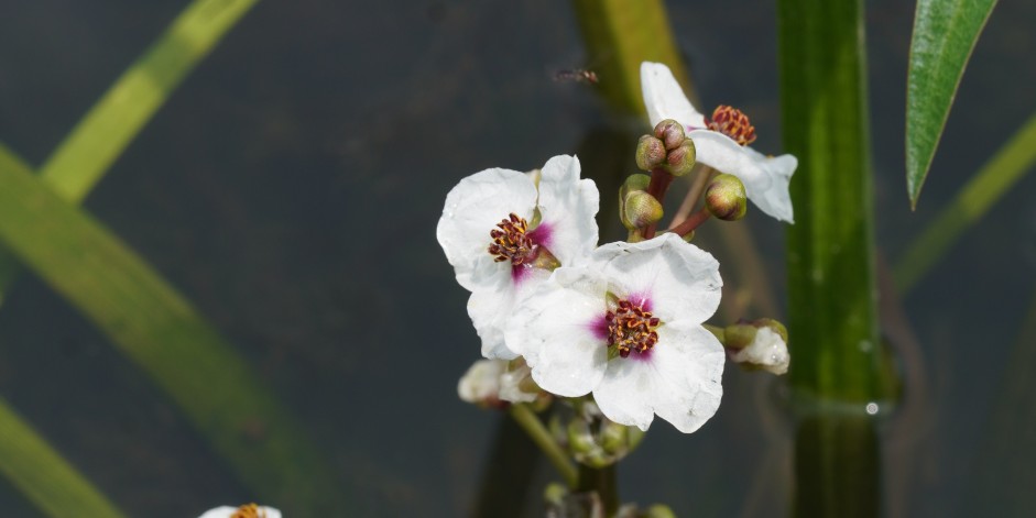 Sagittaria sagittifolia