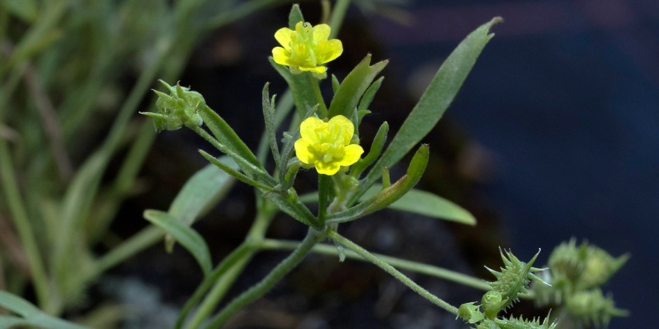 Ranunculus arvensis