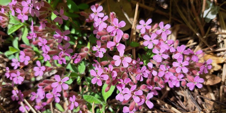 Saponaria ocymoides