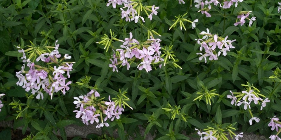 Saponaria officinalis