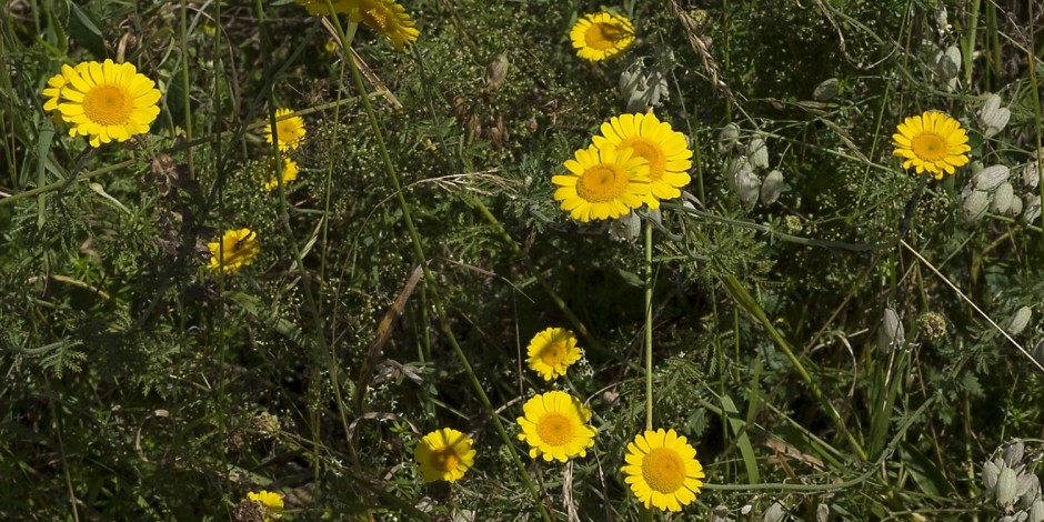 Anthemis tinctoria