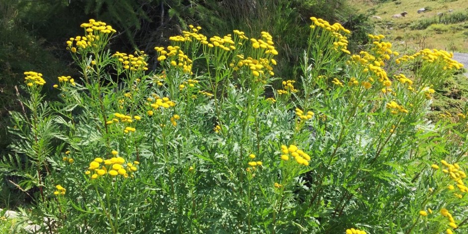 Tanacetum vulgare