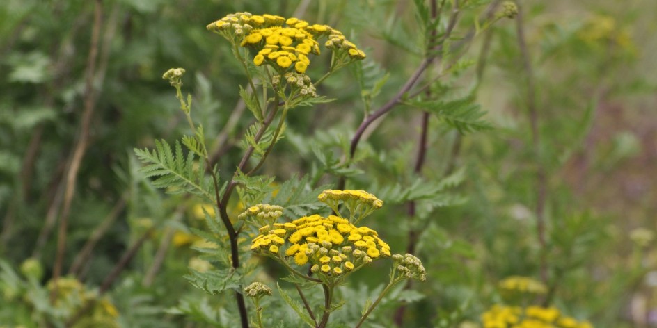 Tanacetum vulgare