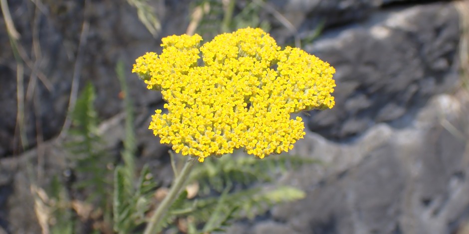 Achillea filipendulina