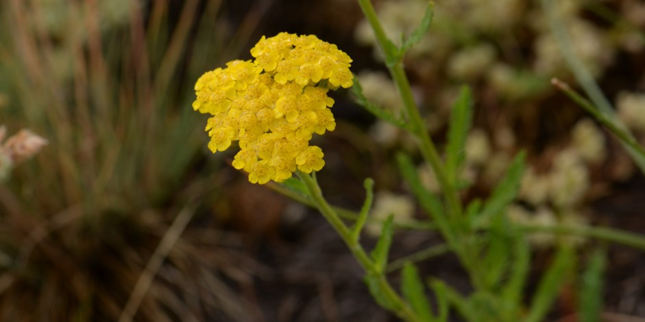 Achillea tomentosa