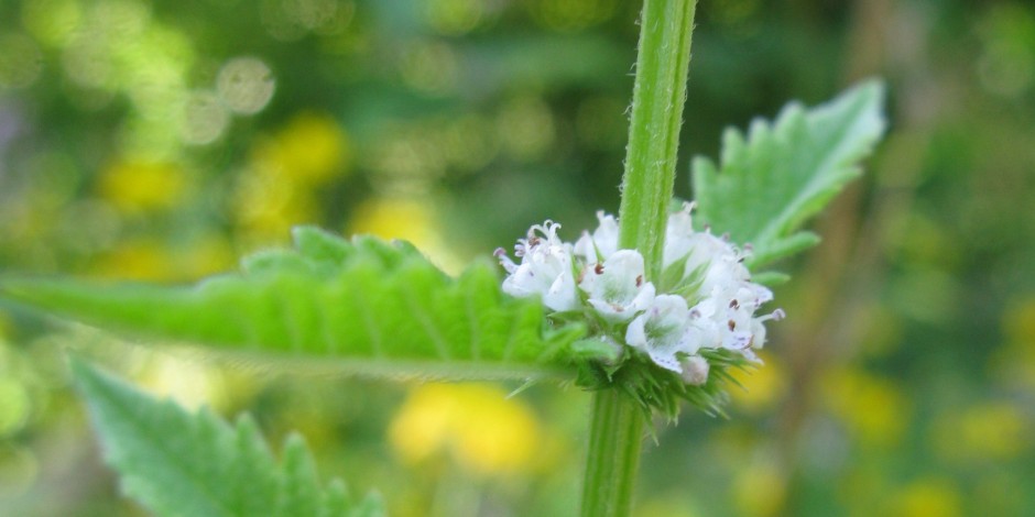 Lycopus europaeus