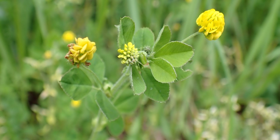 Medicago lupulina