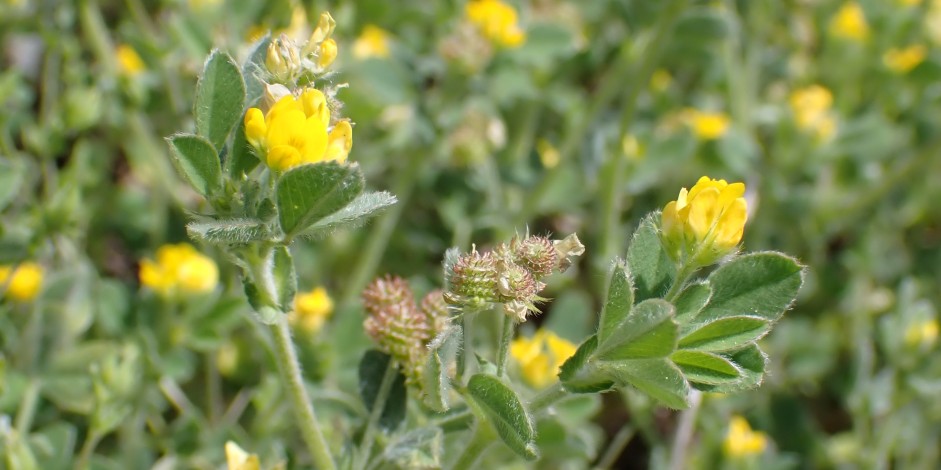 Medicago minima