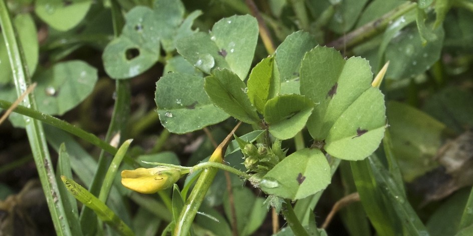 Medicago arabica