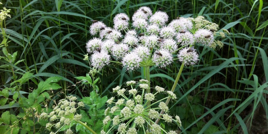 Angelica sylvestris