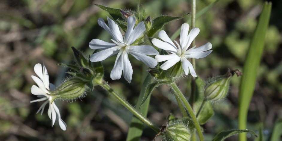 Silene pratensis, Silene latifolia subsp. alba