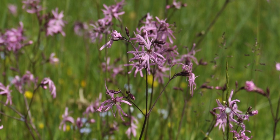 Silene flos-cuculi