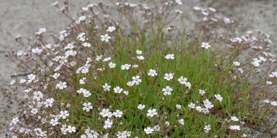 Gypsophila repens