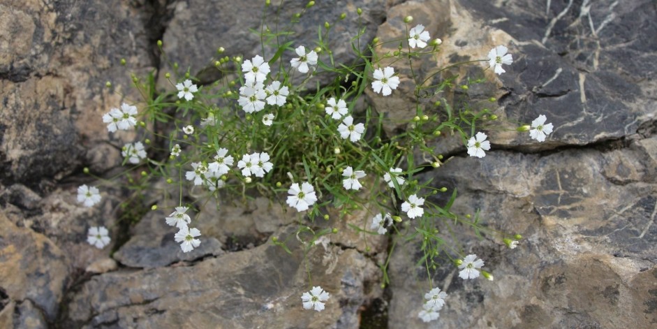 Silene pusilla