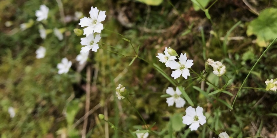 Silene pusilla