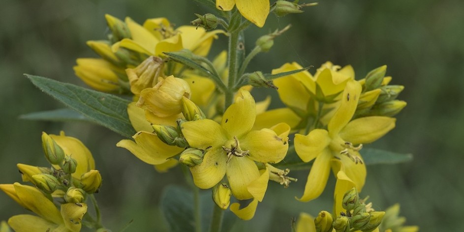 Lysimachia vulgaris