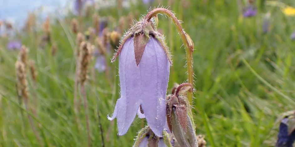 Campanula barbata