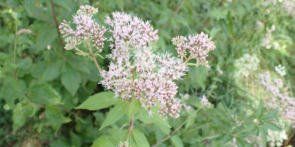 Eupatorium cannabinum