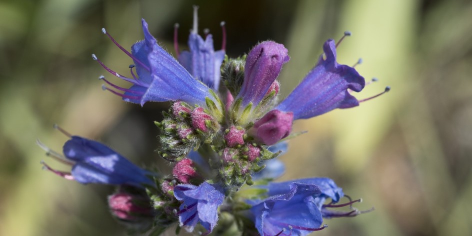 Echium vulgare