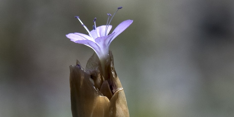 Petrorhagia prolifera