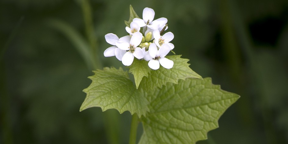 Alliaria petiolata